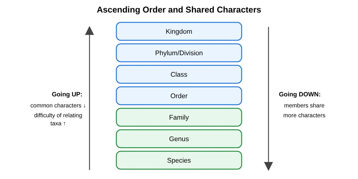 Hierarchy and shared characters