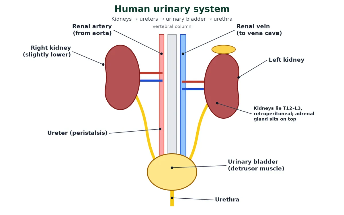 Human excretory system (urinary system): two bean-shaped kidneys either side of the vertebral column with renal arteries and veins, ureters running down to the urinary bladder, and the urethra leading outside