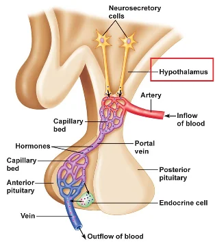 Neurosecretory cells of the hypothalamus release hormones into a capillary bed; a portal vein carries them to a second capillary bed in the anterior pituitary, while other neurons end in the posterior pituitary