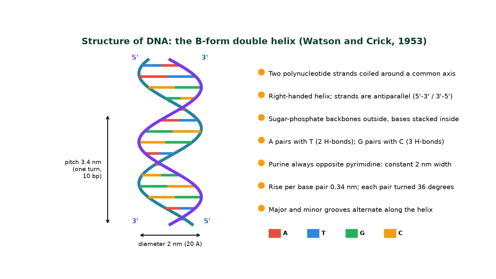 IB Biology notes - labelled DNA double helix diagram