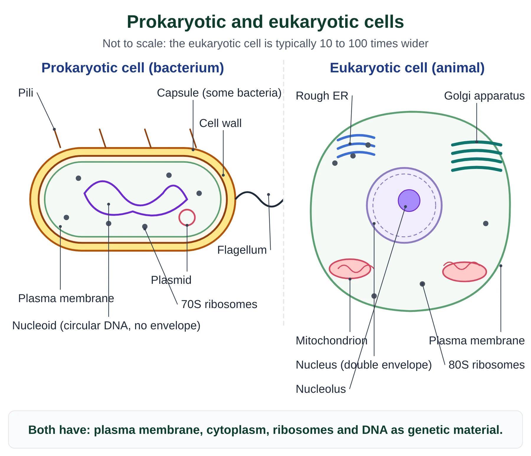 Introduction to cells IB biology: labelled prokaryotic bacterium with nucleoid and plasmid beside a eukaryotic animal cell with nucleus and organelles