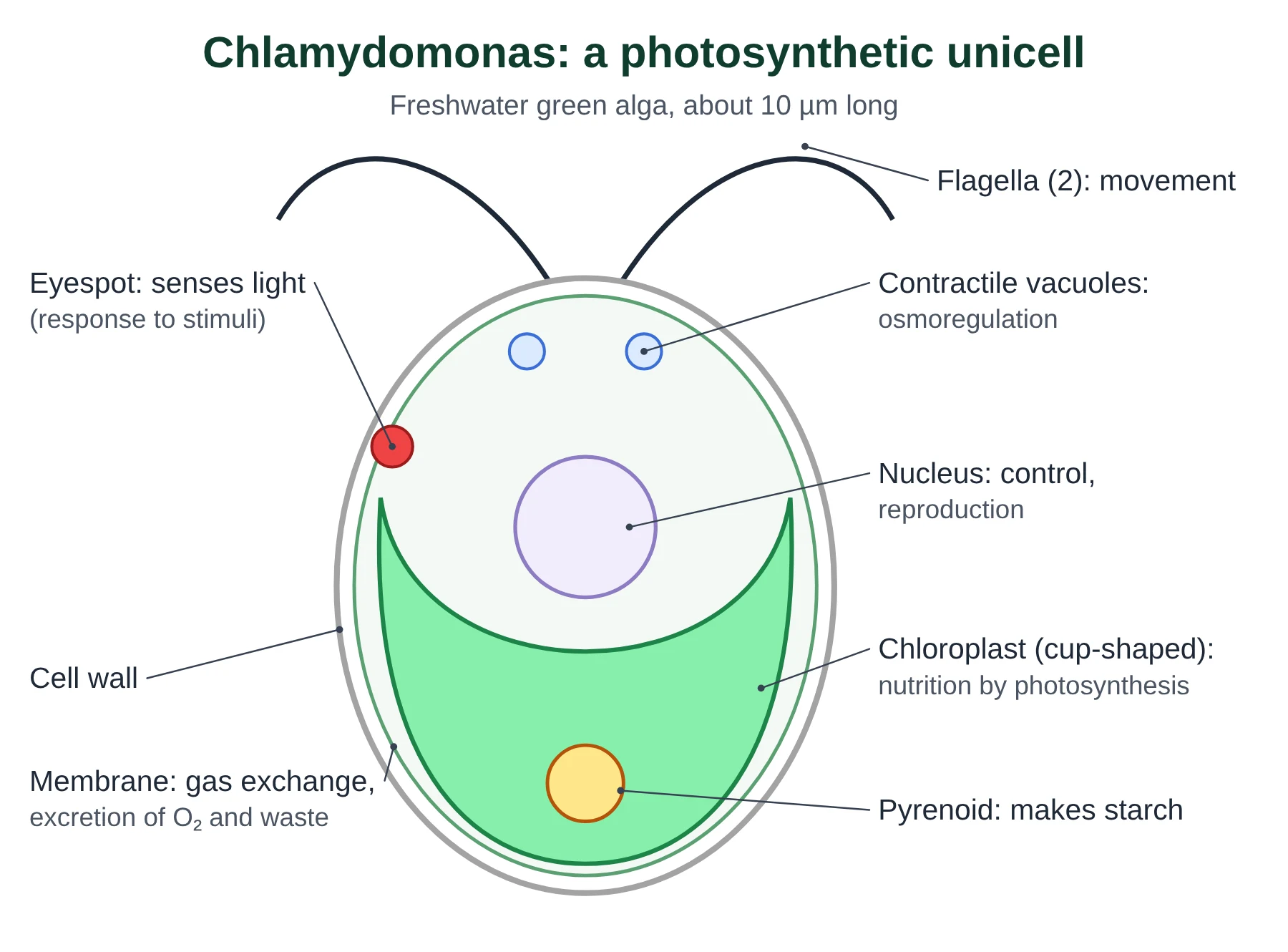 Introduction to cells IB biology: labelled Chlamydomonas with two flagella, eyespot, cup-shaped chloroplast and pyrenoid