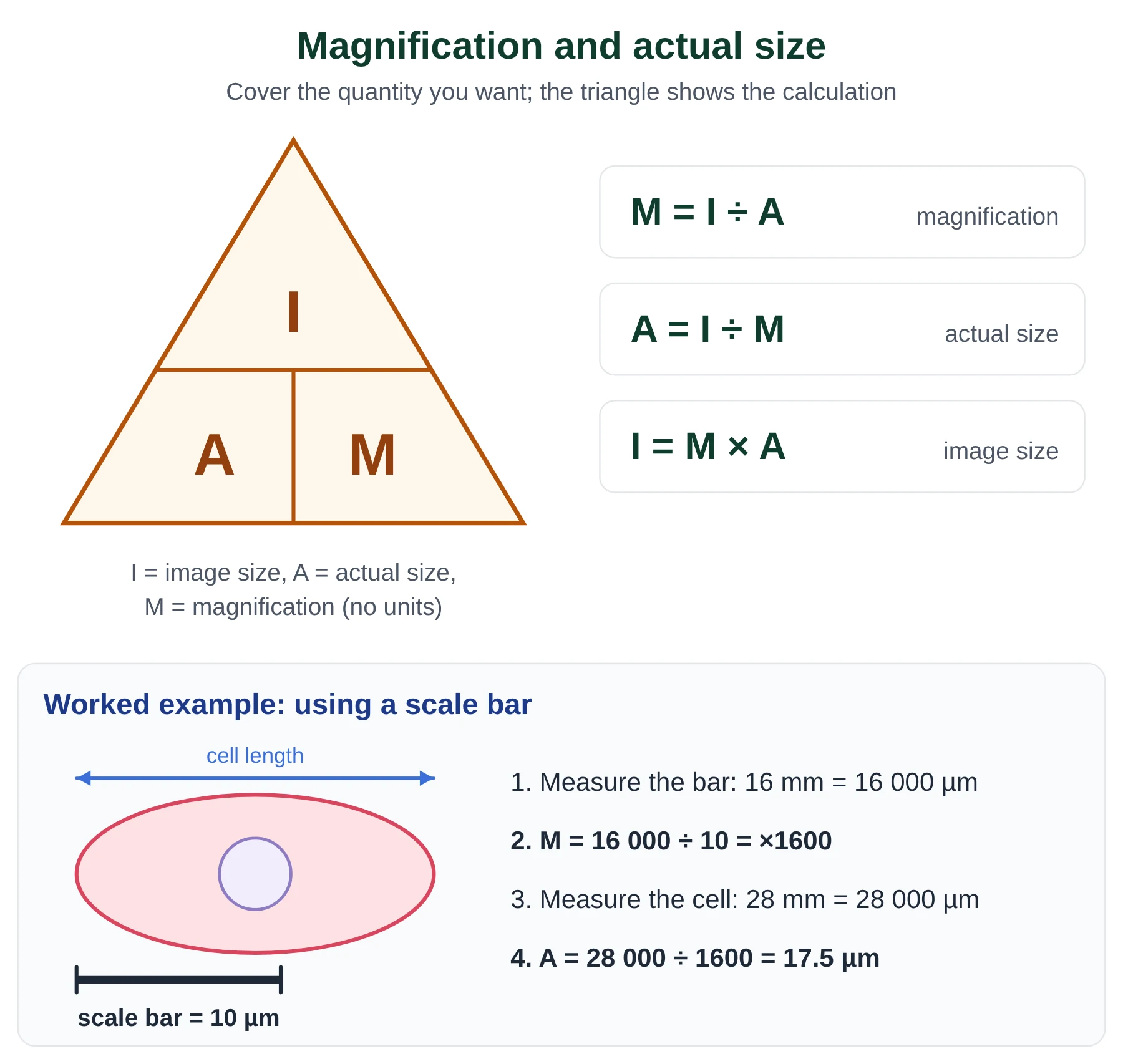 Introduction to cells IB biology: magnification triangle I equals M times A with a scale bar worked example giving 17.5 micrometres