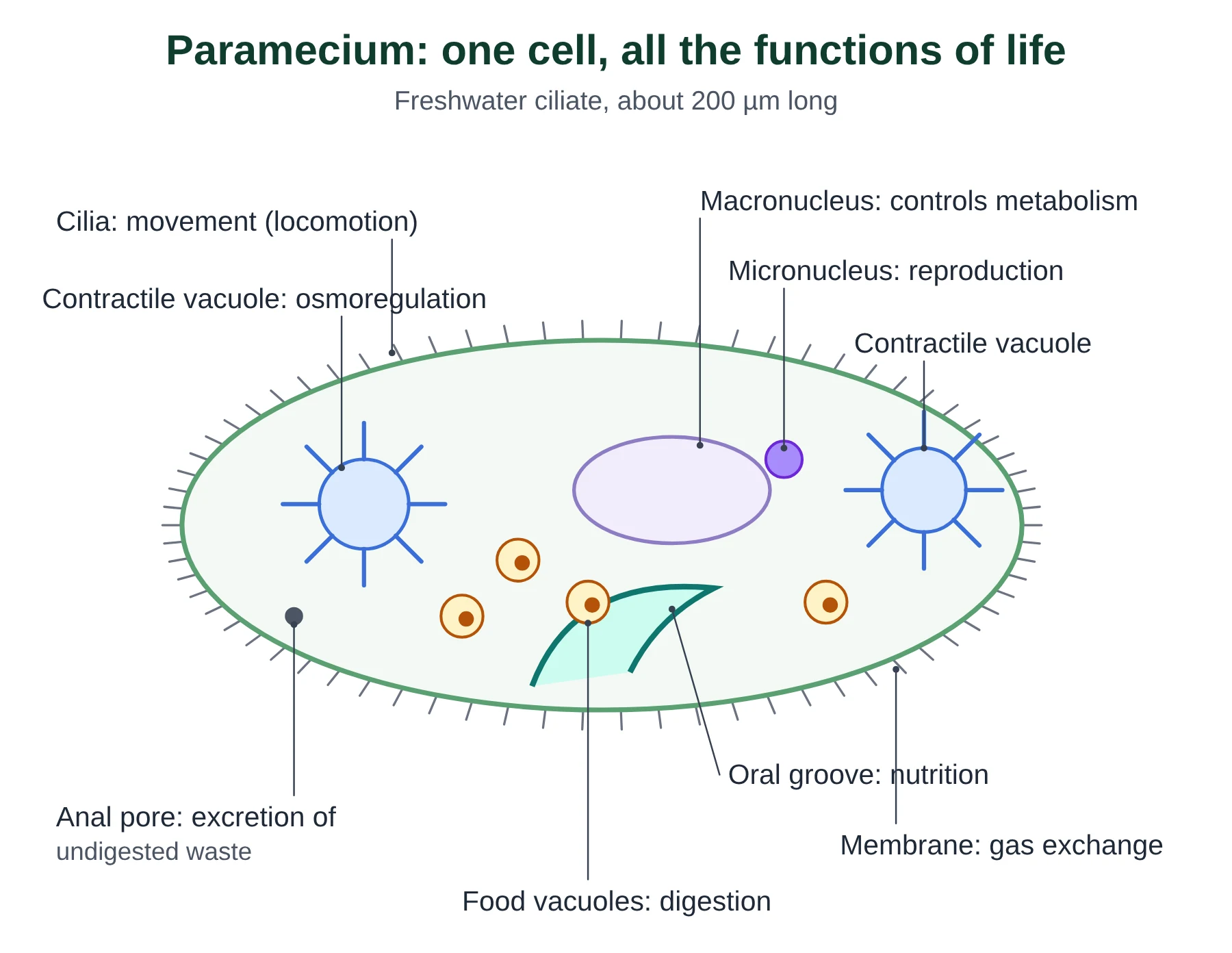 Introduction to cells IB biology: labelled Paramecium with cilia, oral groove, food vacuoles, macronucleus and contractile vacuoles