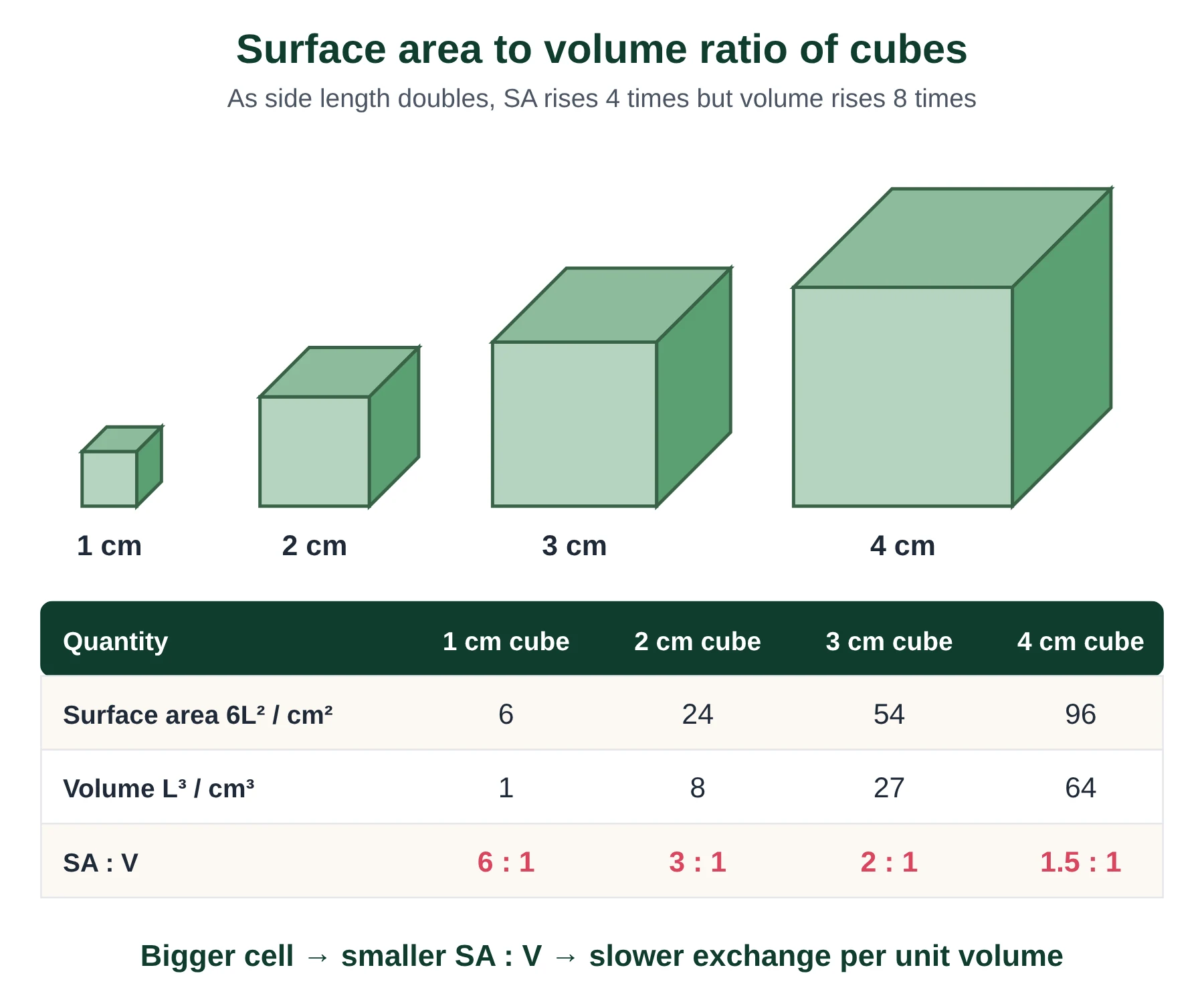Introduction to cells IB biology: cubes of side 1, 2, 3 and 4 cm with surface area, volume and falling surface area to volume ratio