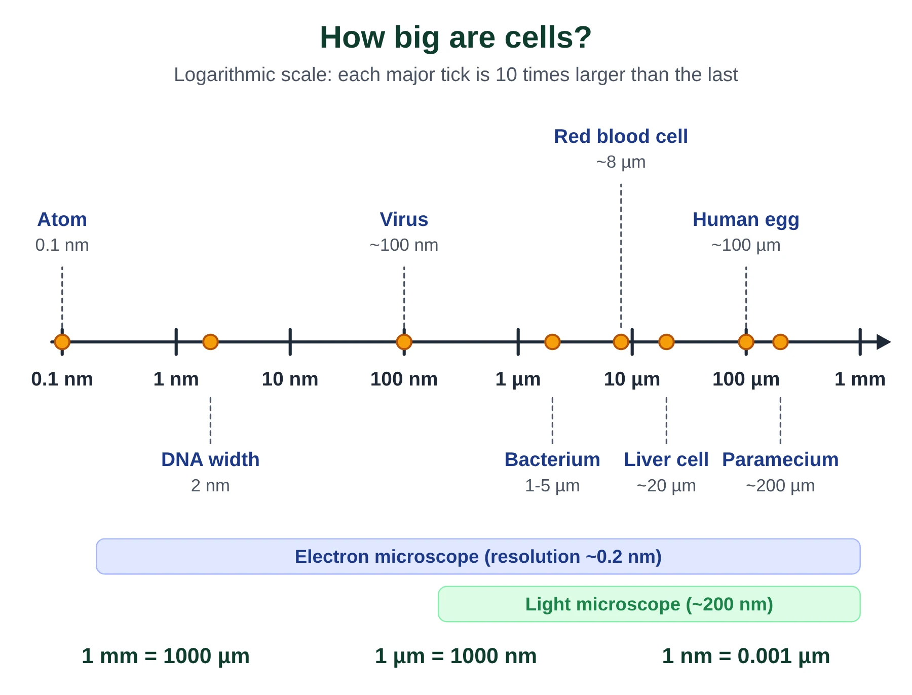 Introduction to cells IB biology: logarithmic size scale comparing atom, virus, bacterium, red blood cell, human egg and Paramecium