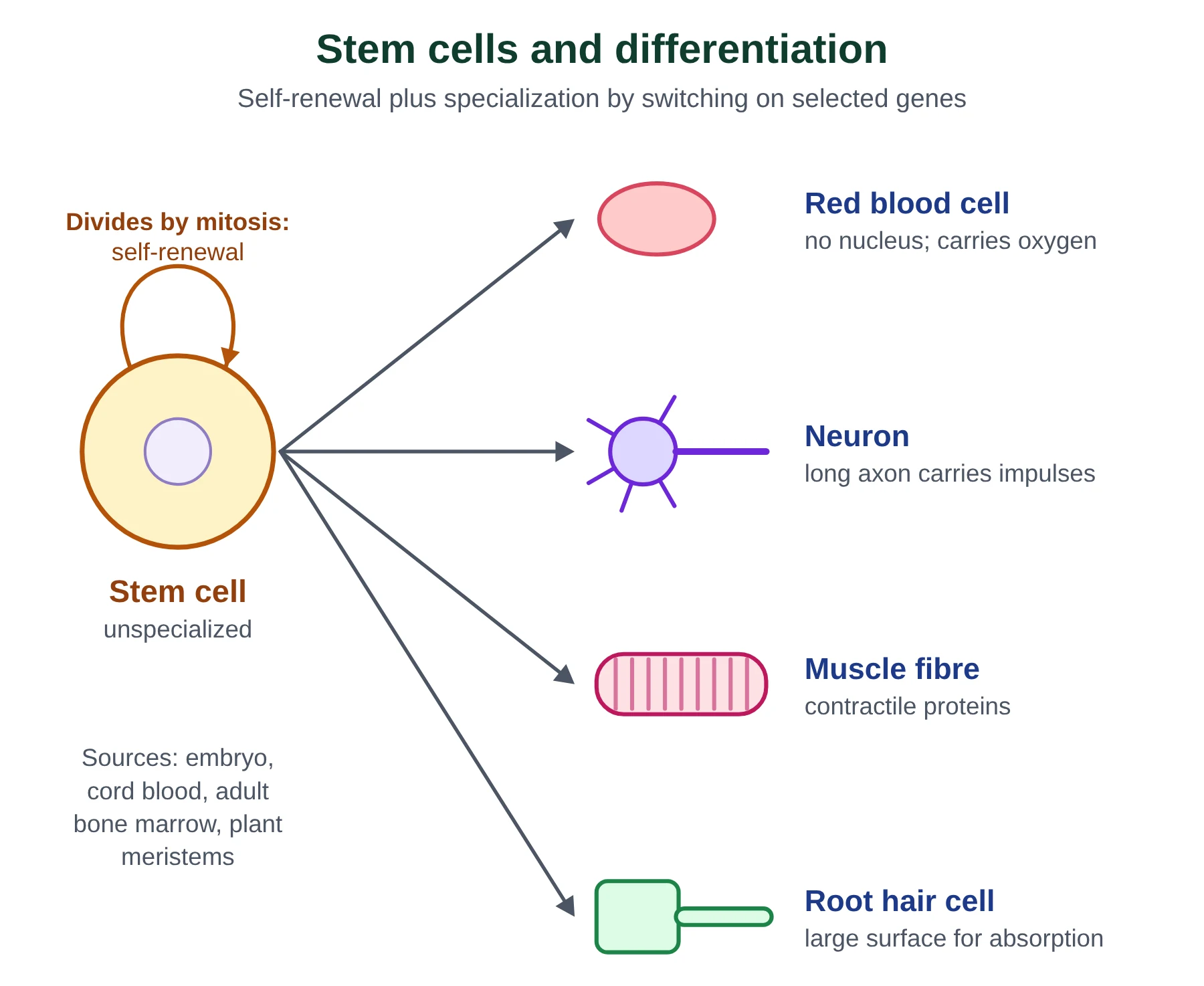 Introduction to cells IB biology: stem cell self-renewal and differentiation into red blood cell, neuron, muscle fibre and root hair cell