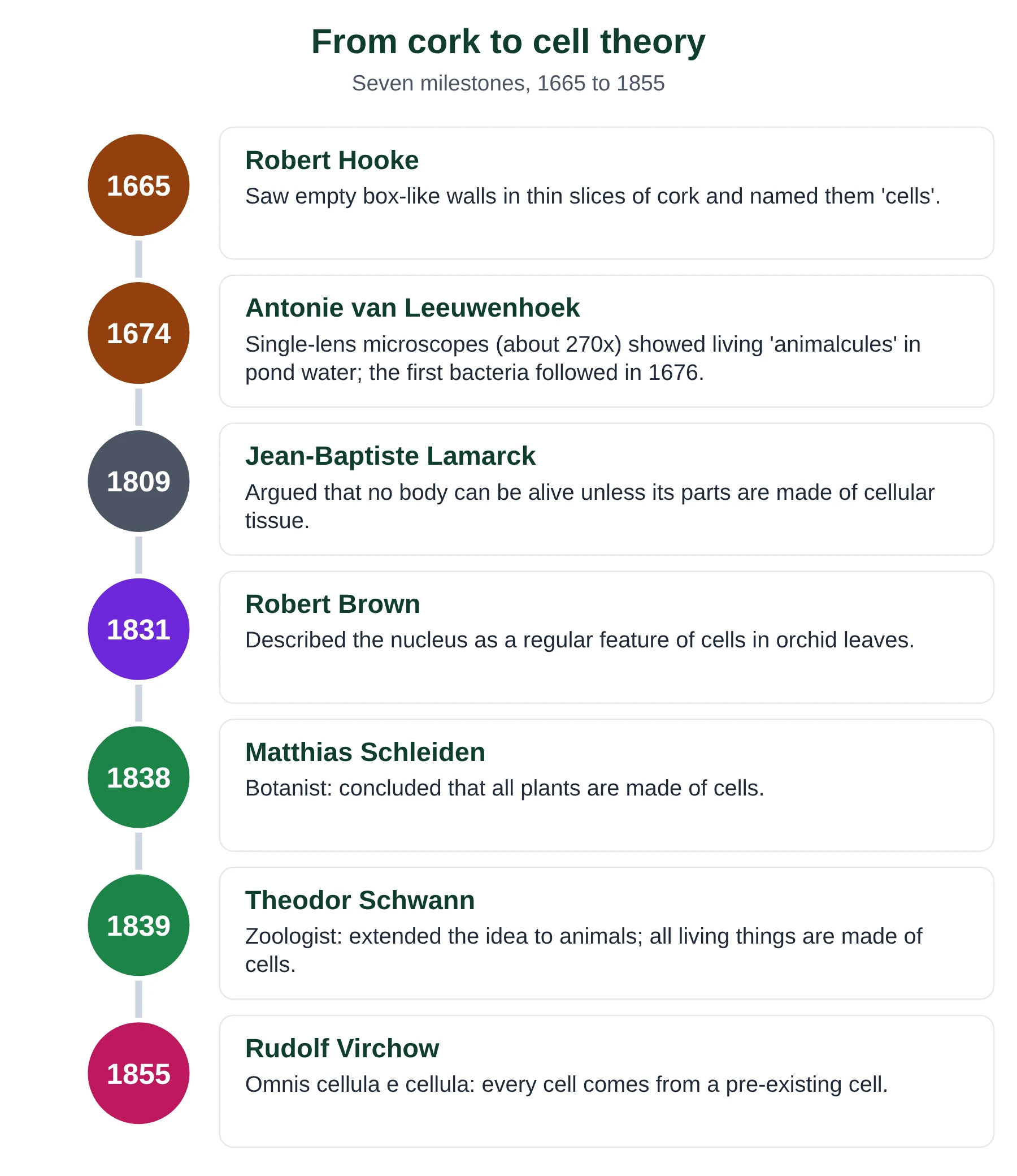 Introduction to cells IB biology: timeline from Hooke 1665 and Leeuwenhoek to Schleiden 1838, Schwann 1839 and Virchow 1855