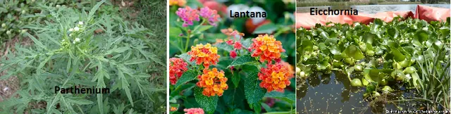 Invasive weeds Parthenium, Lantana and water hyacinth