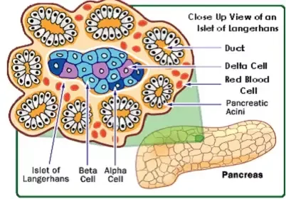 Close-up of an islet of Langerhans in the pancreas surrounded by pancreatic acini, showing alpha, beta and delta cells and red blood cells in capillaries