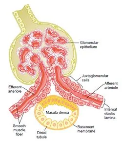 Juxtaglomerular apparatus: juxtaglomerular cells in the wall of the afferent arteriole next to the macula densa of the distal tubule