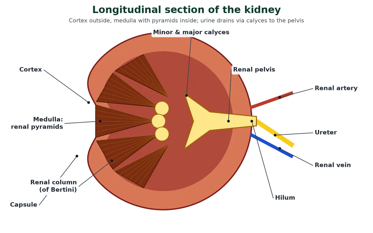 Longitudinal section of the human kidney, the main organ of the human excretory system, showing the outer capsule, cortex, medulla with cone-shaped renal pyramids, renal columns, minor and major calyces, renal pelvis, ureter, renal artery and vein at the hilum