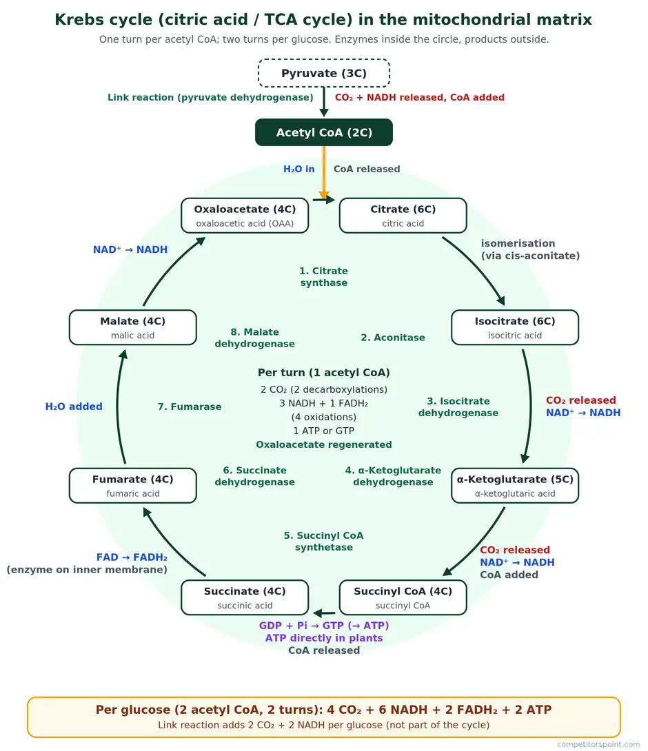 Krebs cycle diagram showing acetyl CoA joining oxaloacetate to form citrate, the 8 steps with enzymes, and CO2, NADH, FADH2 and GTP released