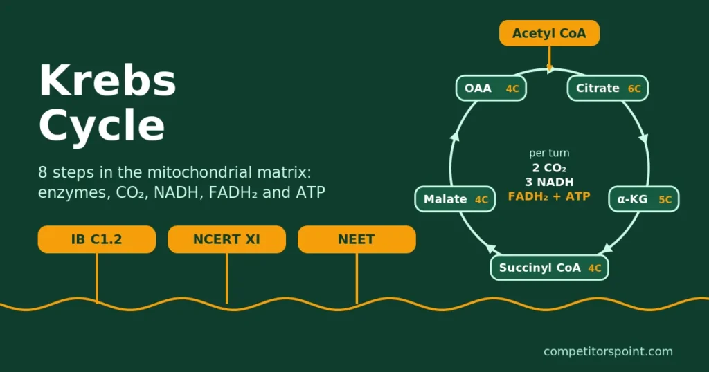 Krebs cycle: acetyl CoA joins oxaloacetate to make citrate, giving 2 CO2, 3 NADH, FADH2 and ATP per turn, IB and NEET