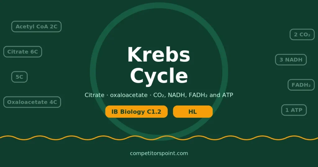 Krebs cycle: acetyl CoA joins oxaloacetate to make citrate, giving 2 CO2, 3 NADH, FADH2 and ATP per turn, IB Biology C1.2