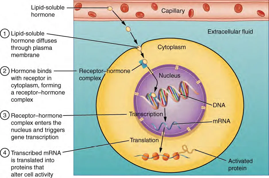 Four steps of lipid-soluble hormone action: the hormone diffuses through the plasma membrane, binds a receptor in the cytoplasm, the complex enters the nucleus and triggers gene transcription, and the mRNA is translated into proteins that alter cell activity