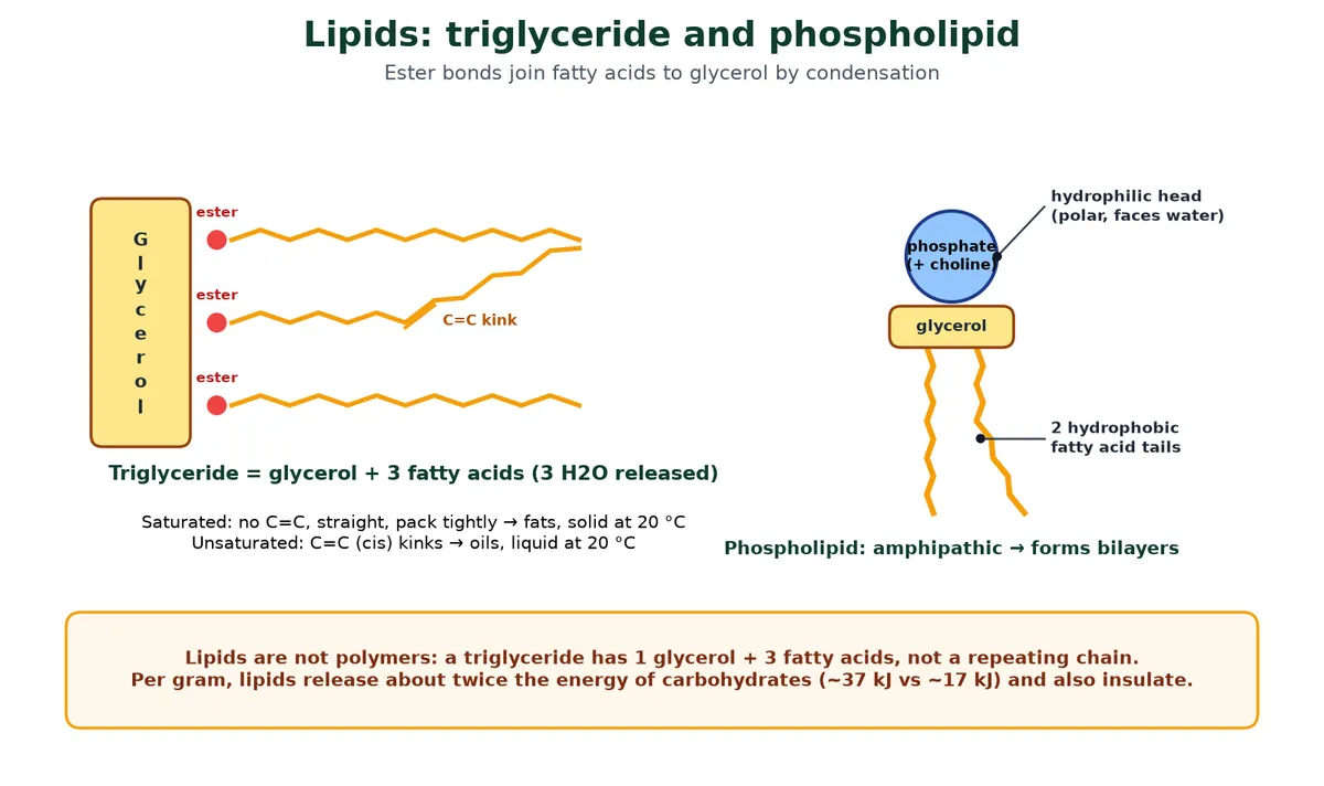 Lipid biomolecules diagram of a triglyceride with glycerol joined by three ester bonds to fatty acids, one with a cis double-bond kink, and a phospholipid with a hydrophilic phosphate head and two hydrophobic tails