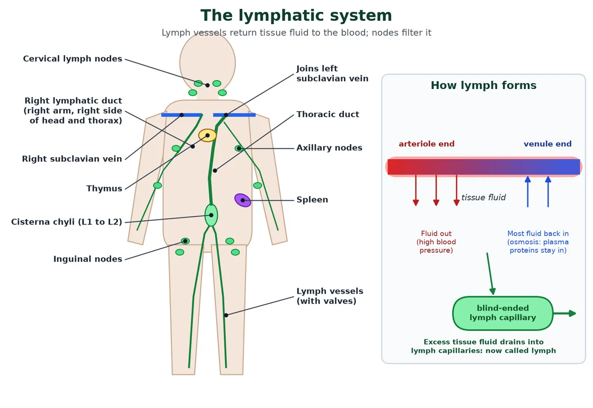 Lymphatic system diagram with cervical, axillary and inguinal lymph nodes, thymus, spleen, cisterna chyli, thoracic duct joining the left subclavian vein and right lymphatic duct, and an inset showing tissue fluid leaving a capillary at the arteriole end and draining into a blind-ended lymph capillary