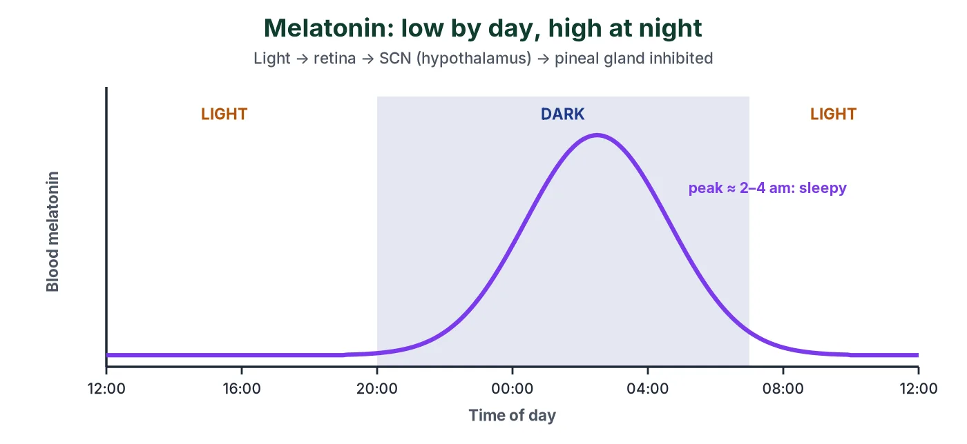 Graph of blood melatonin over 24 hours: very low during daylight, rising in the evening, peaking around 2 to 4 am and falling by morning