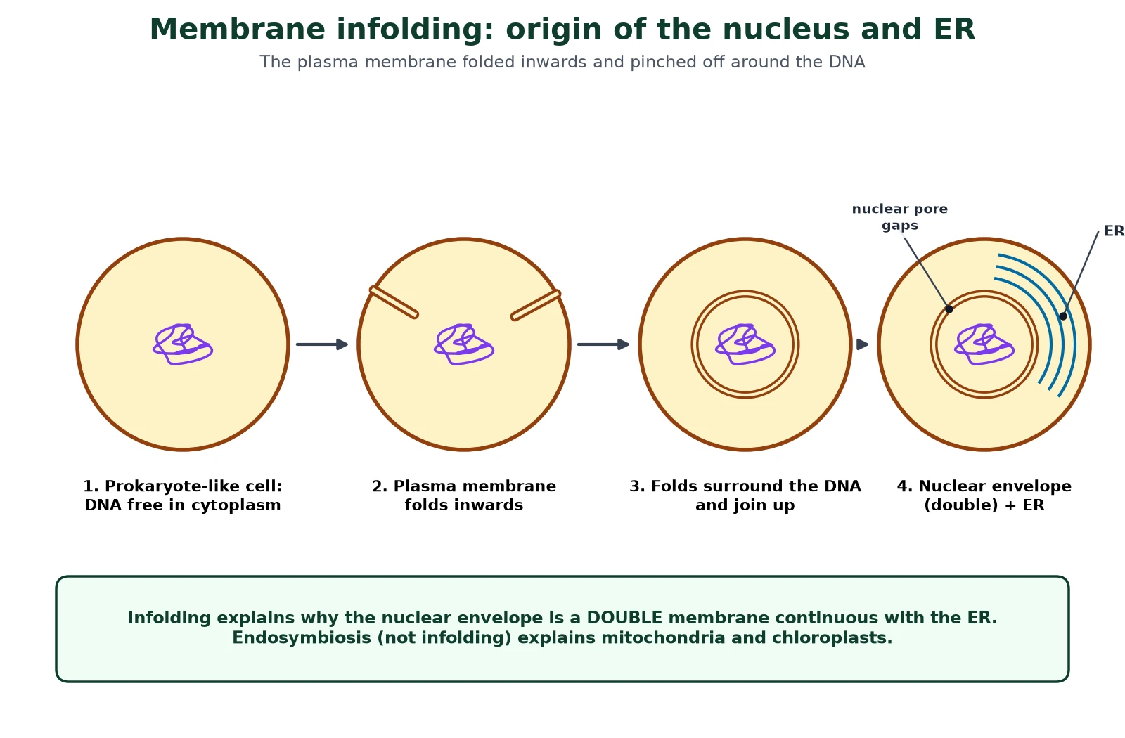 Evolution of cells diagram of membrane infolding: a prokaryote-like cell with free DNA, the plasma membrane folding inwards, folds surrounding the DNA and joining, and a double nuclear envelope with pores continuous with the endoplasmic reticulum