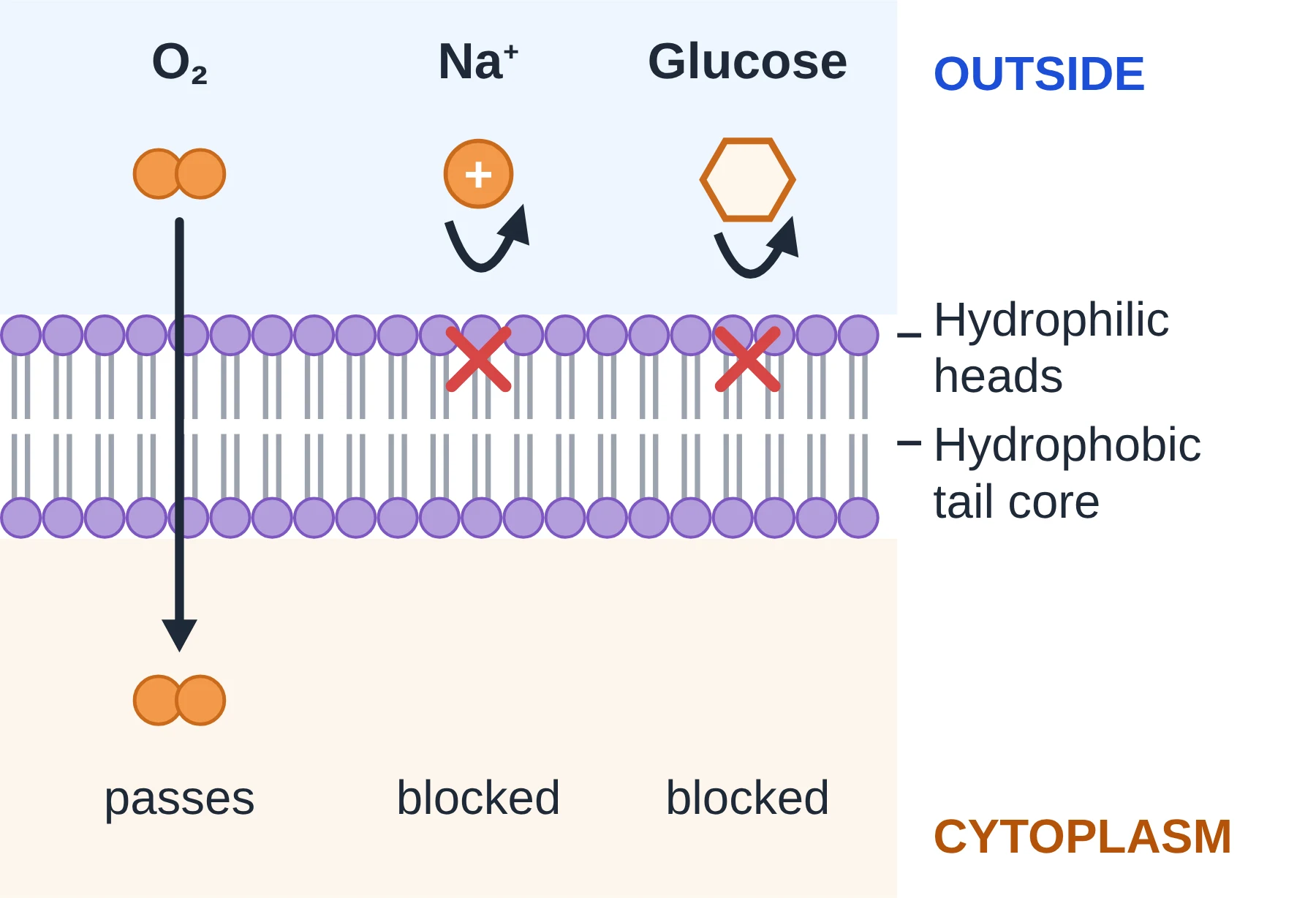 Membrane transport: The hydrophobic core lets small non-polar molecules such as O2 through but blocks ions and large polar molecules.