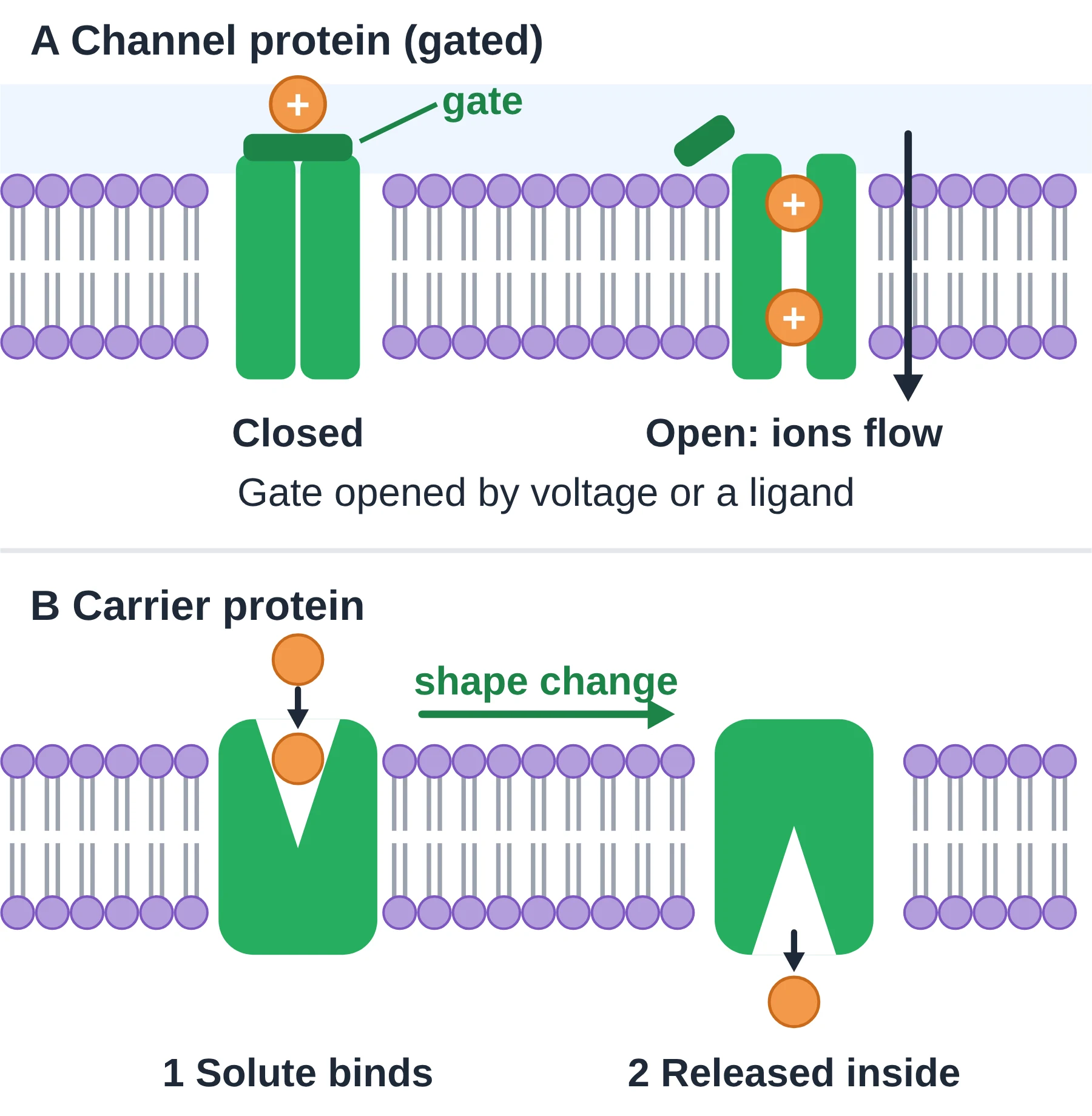 Membrane transport: A gated channel forms a pore when open. A carrier binds one solute and changes shape to release it on the other side.