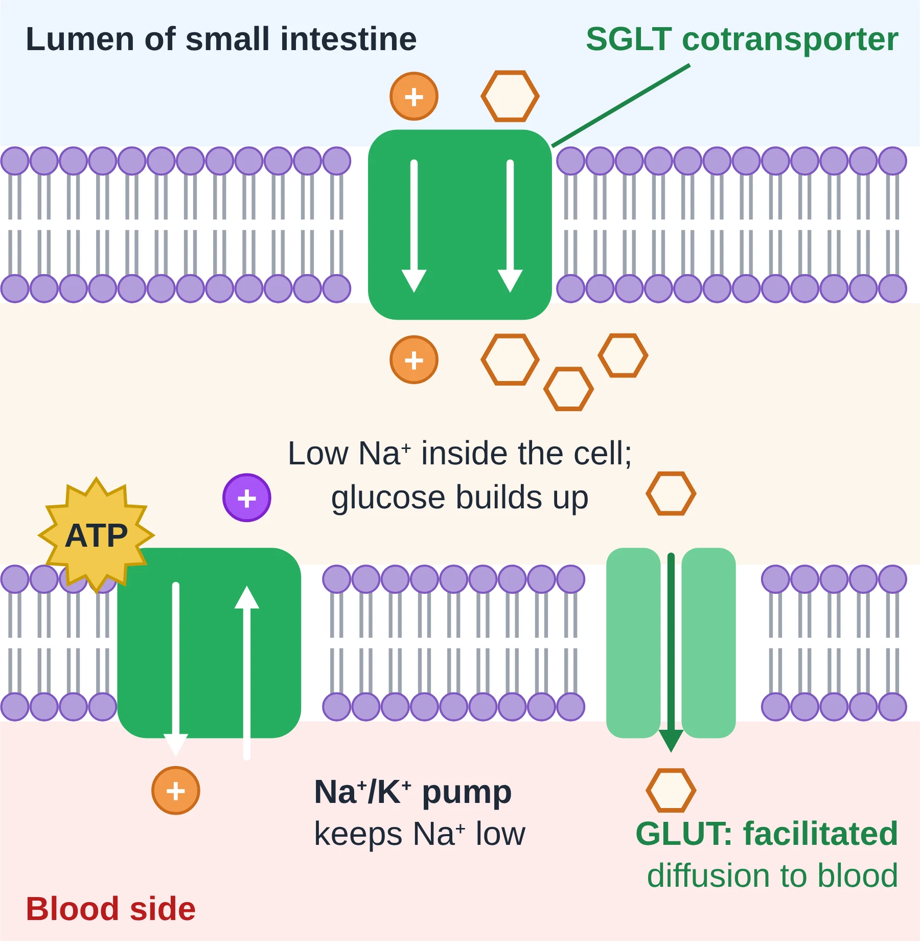 Membrane transport: Sodium–glucose cotransport in an intestinal epithelial cell. The pump (using ATP) keeps Na+ low inside, so Na+ entry can drive glucose uptake.