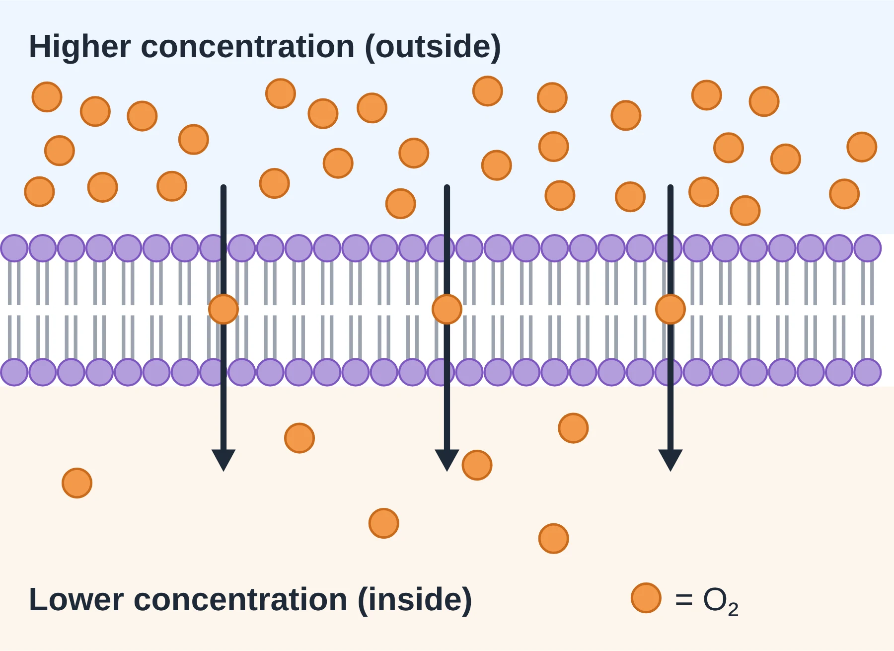 Membrane transport: Oxygen molecules diffuse down their concentration gradient, straight through the phospholipid bilayer.