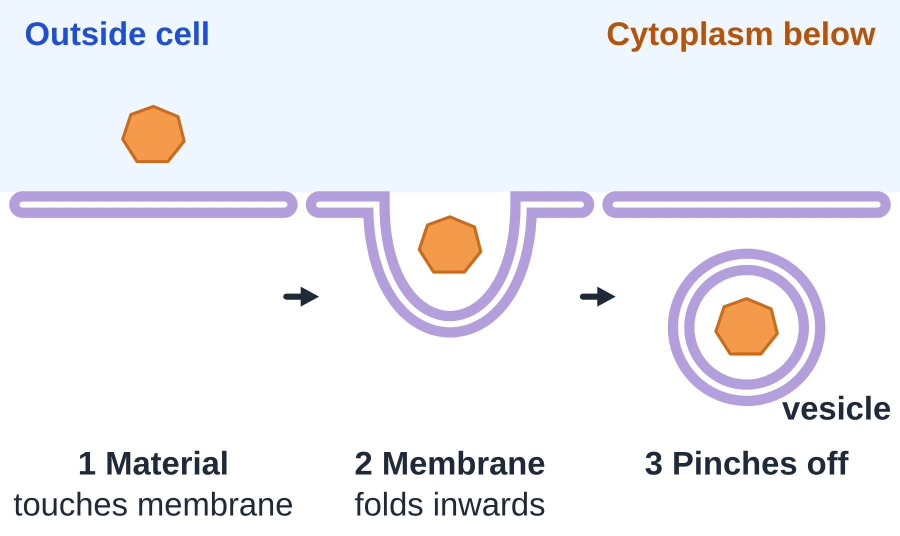 Membrane transport: Endocytosis: the membrane folds in around material and pinches off as a vesicle.