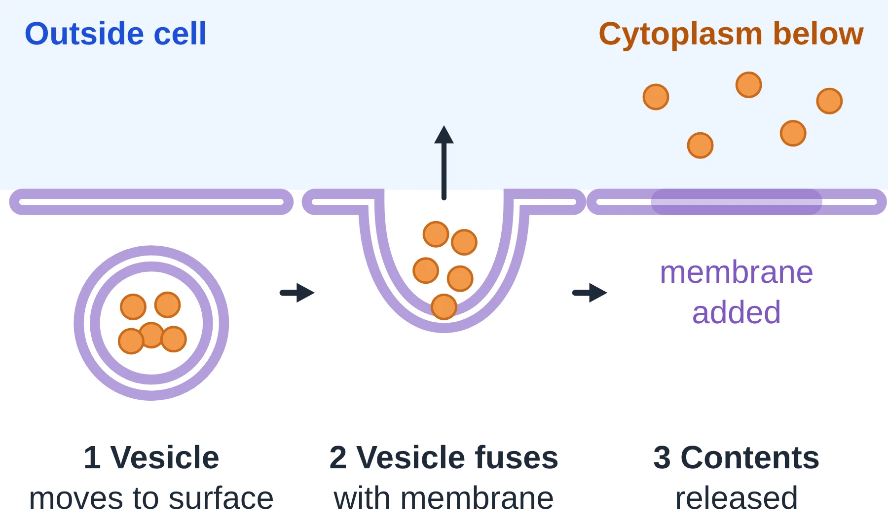 Membrane transport: Exocytosis: a vesicle fuses with the plasma membrane and empties its contents outside the cell.