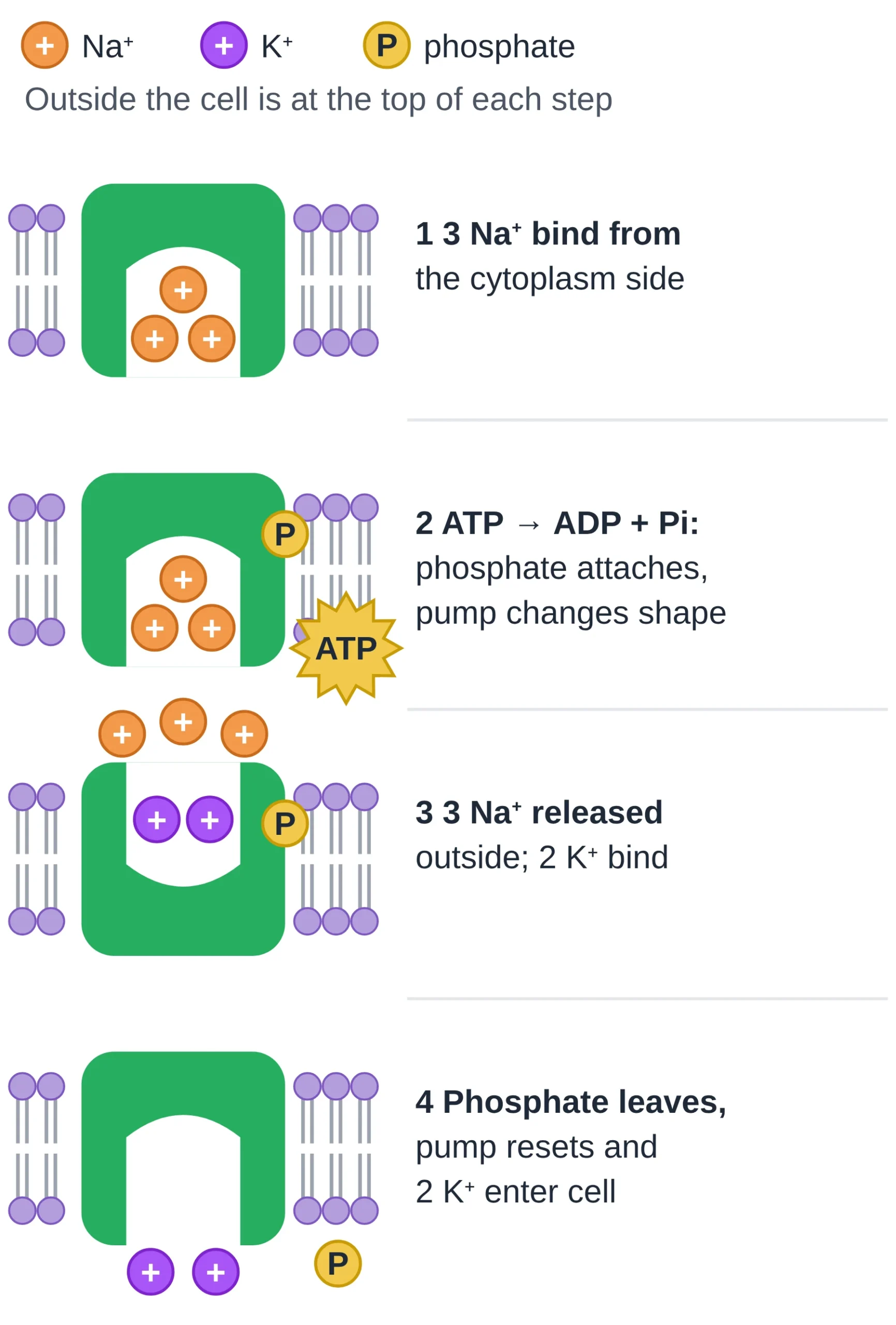 Membrane transport: One cycle of the sodium–potassium pump: 3 Na+ out, 2 K+ in, powered by one ATP.