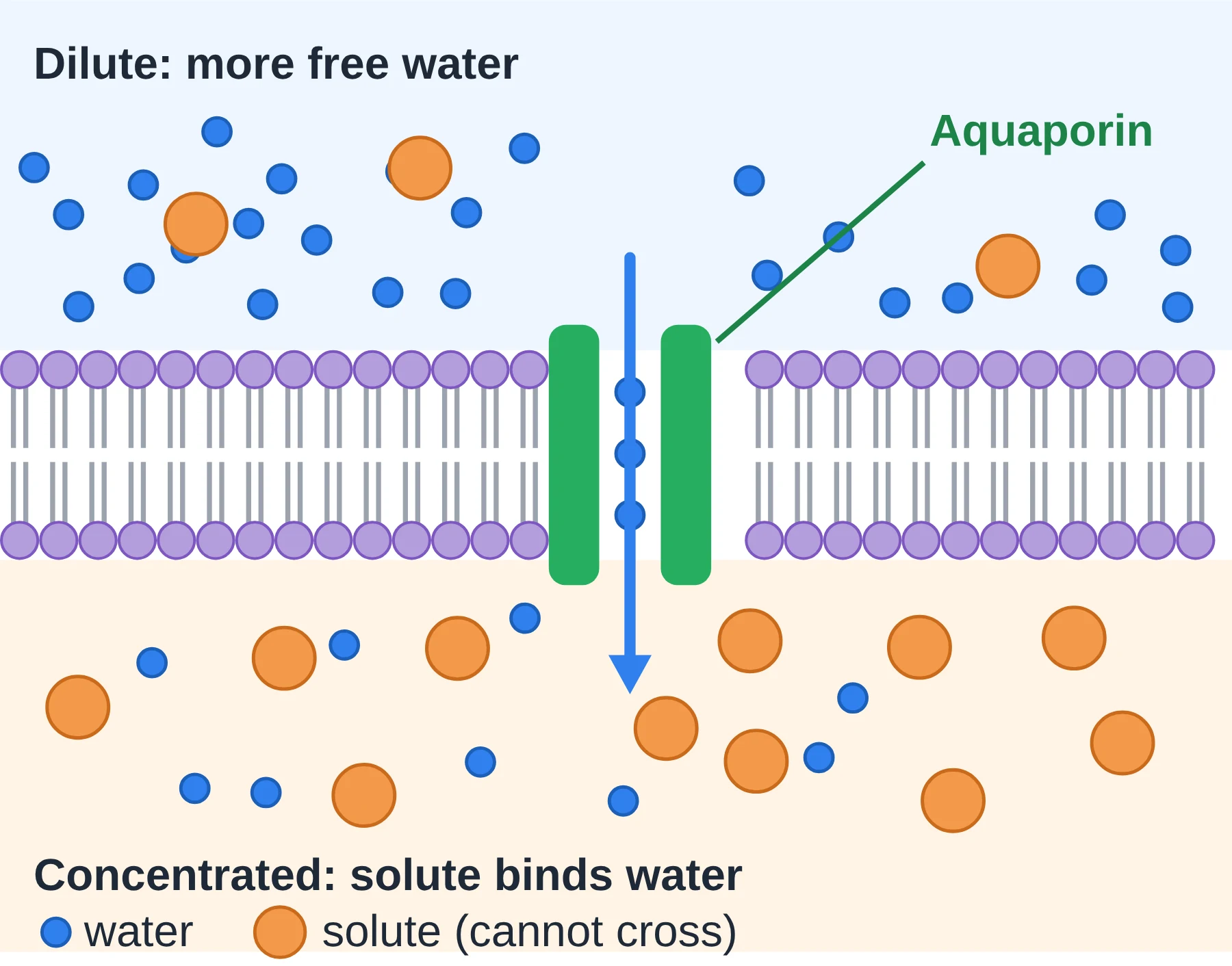 Membrane transport: Water molecules move through an aquaporin towards the concentrated side; the solute is too large and polar to cross.