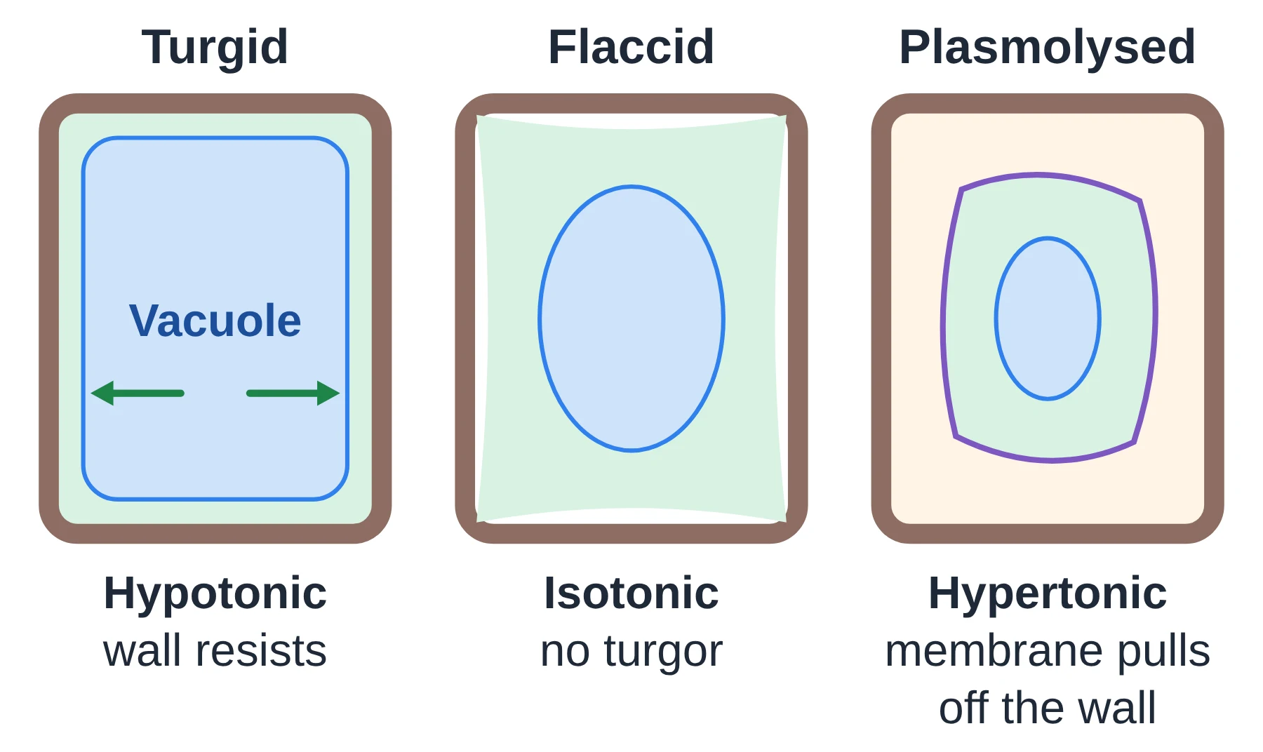 Membrane transport: Plant cells are turgid in hypotonic solution, flaccid in isotonic solution and plasmolysed in hypertonic solution.