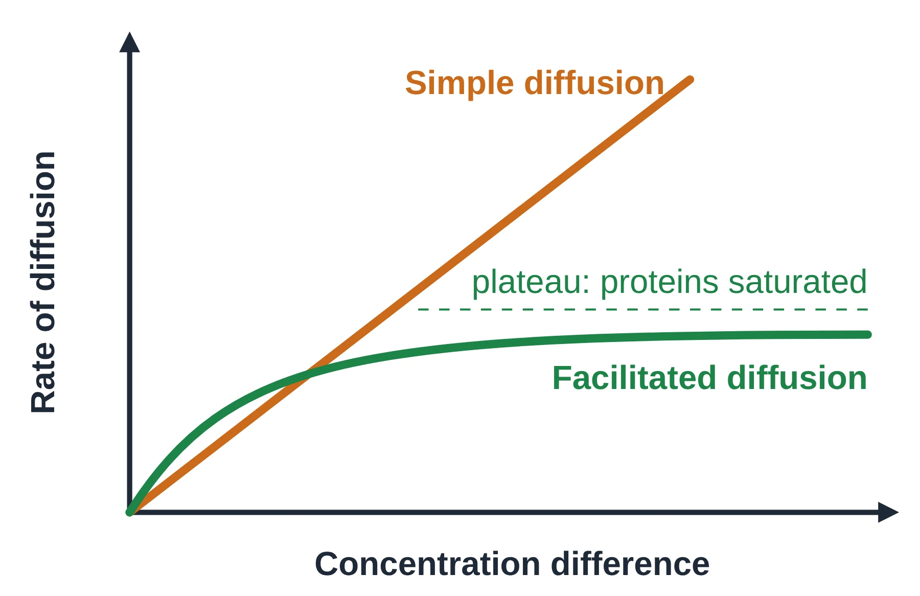 Membrane transport: Facilitated diffusion is limited by the number of transport proteins, so its rate levels off.