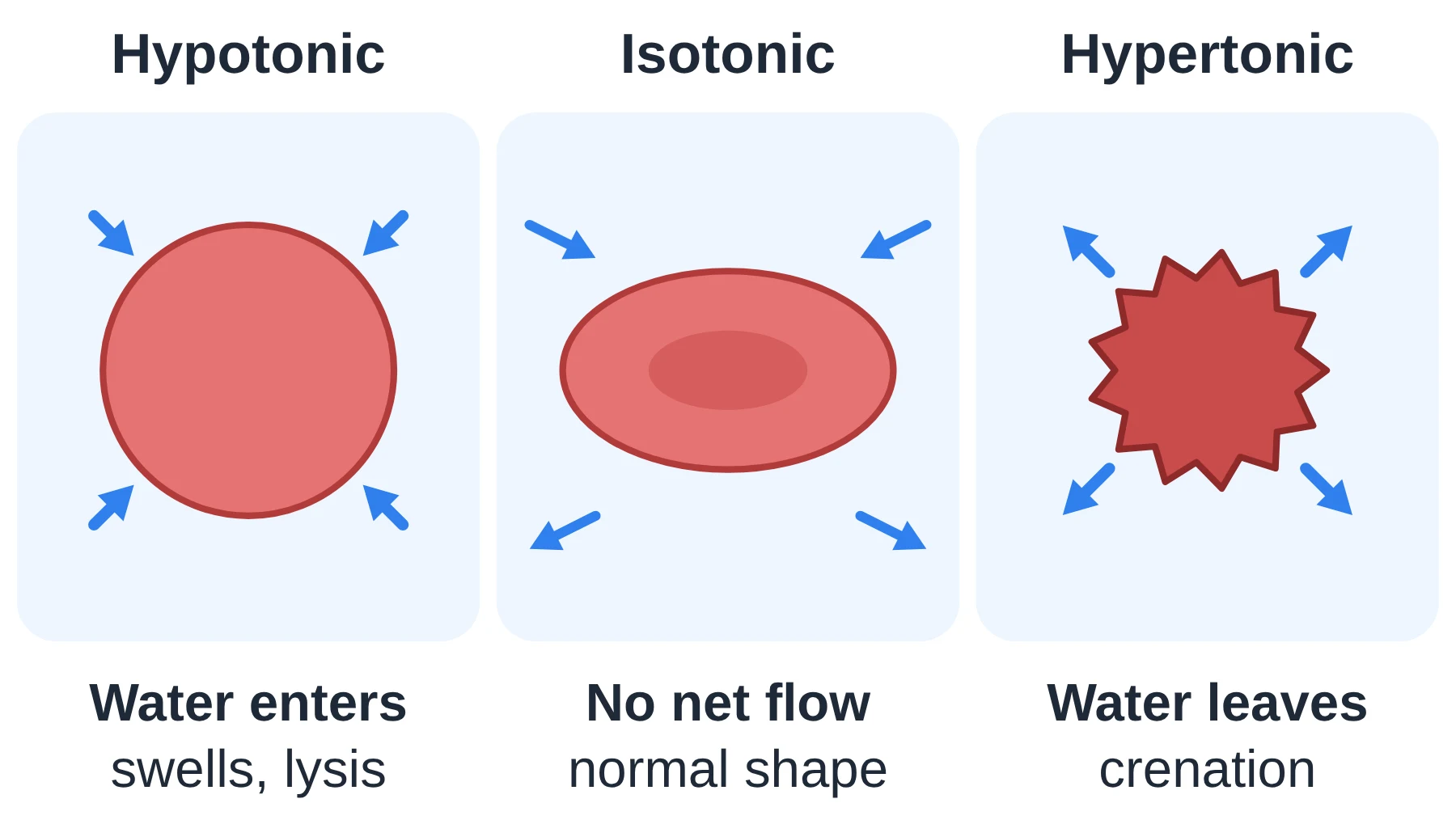 Membrane transport: Red blood cells swell and may lyse in hypotonic solution, stay normal in isotonic solution, and crenate in hypertonic solution.