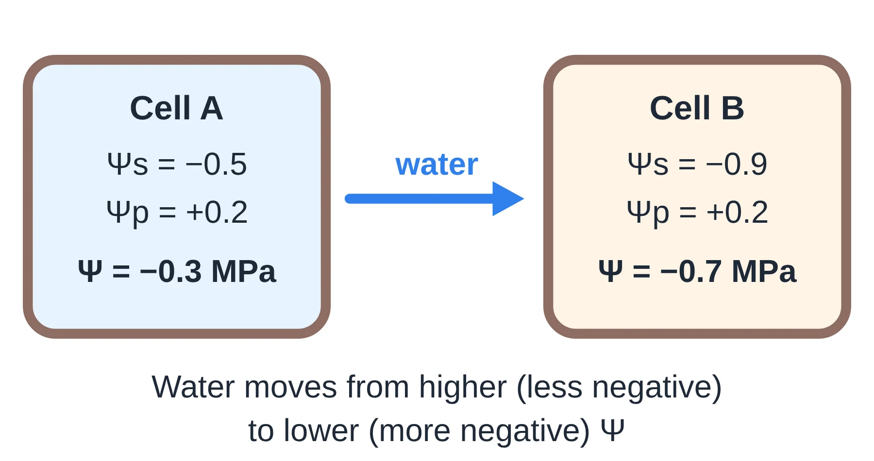 Membrane transport: Water moves from cell A (Ψ = −0.3 MPa) to cell B (Ψ = −0.7 MPa), from higher to lower water potential.