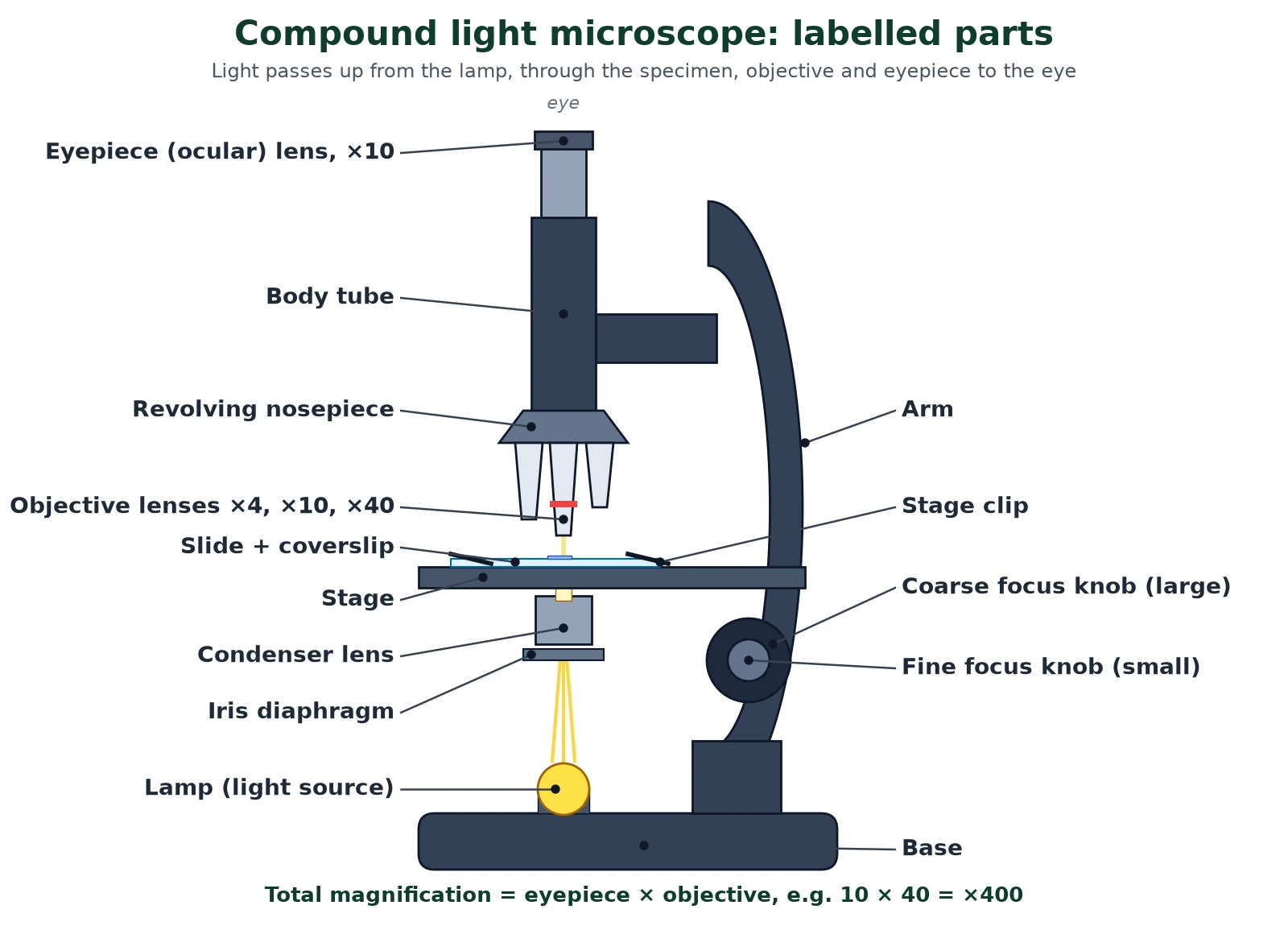 Microscopy diagram of a compound light microscope labelled with eyepiece, body tube, revolving nosepiece, objective lenses, stage, stage clips, condenser, iris diaphragm, lamp, arm, base and coarse and fine focus knobs