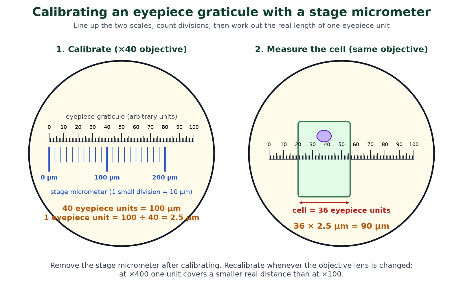 Microscopy calibration of an eyepiece graticule against a stage micrometer, where 40 eyepiece units match 100 micrometres so one unit is 2.5 micrometres, then a cell spanning 36 units is measured as 90 micrometres
