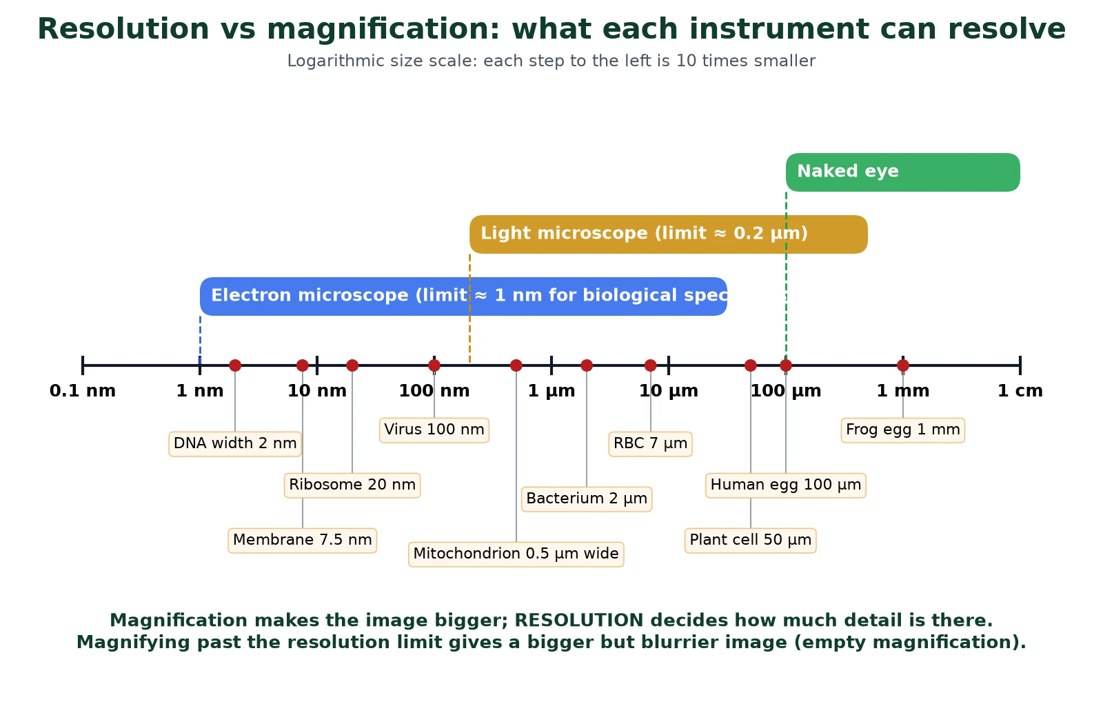 Microscopy resolution comparison scale on a logarithmic axis from 0.1 nm to 1 cm, showing the resolution limits of the naked eye, light microscope and electron microscope against an egg, plant cell, red blood cell, bacterium, mitochondrion, virus, ribosome, membrane and DNA