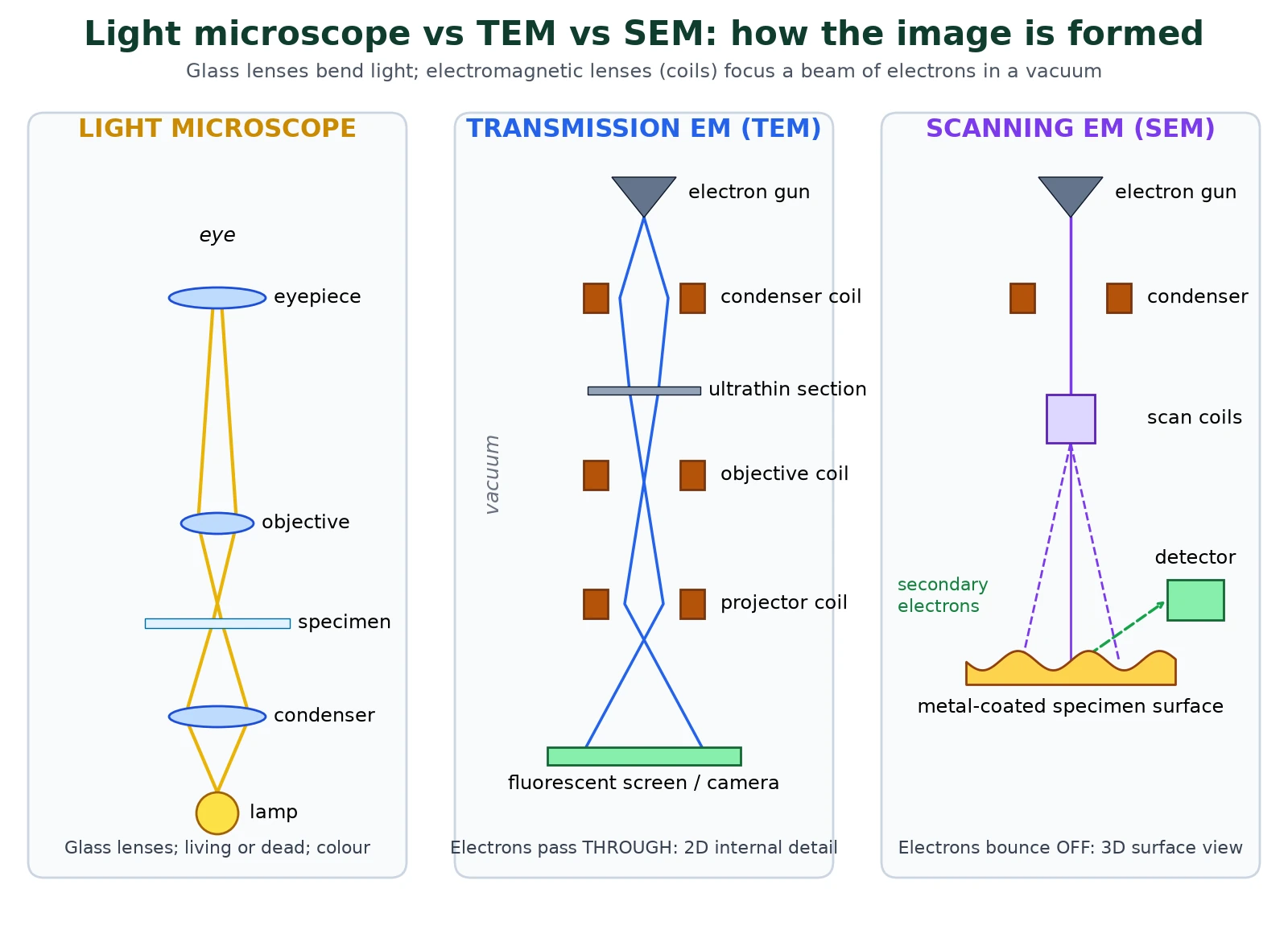 Microscopy ray paths compared for a light microscope, a transmission electron microscope and a scanning electron microscope, showing lamp and glass lenses versus electron gun, electromagnetic coils, ultrathin section, scan coils, detector and screen