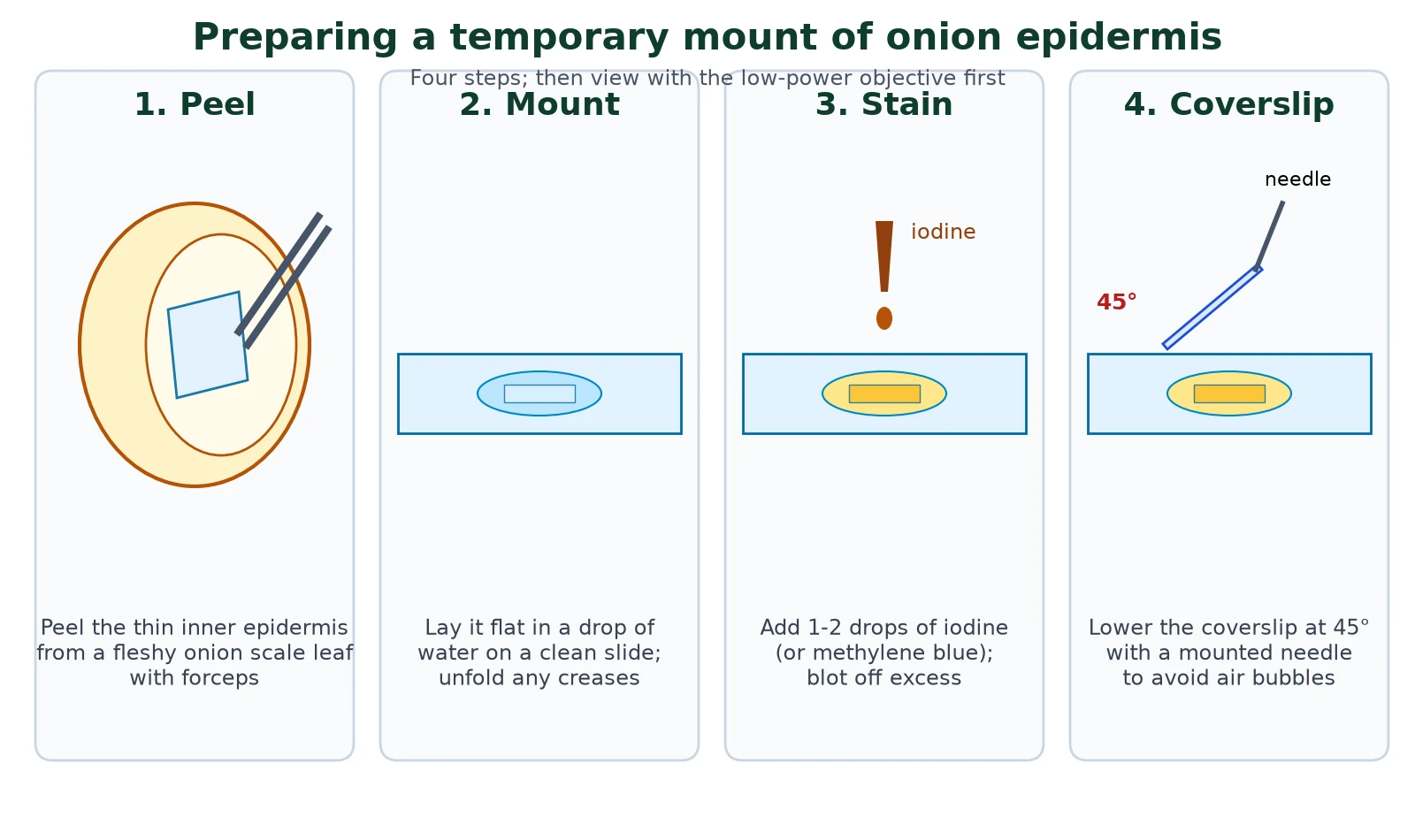 Microscopy practical steps for a temporary mount of onion epidermis: peeling the inner epidermis, laying it in water on a slide, adding iodine stain, and lowering a coverslip at 45 degrees with a mounted needle
