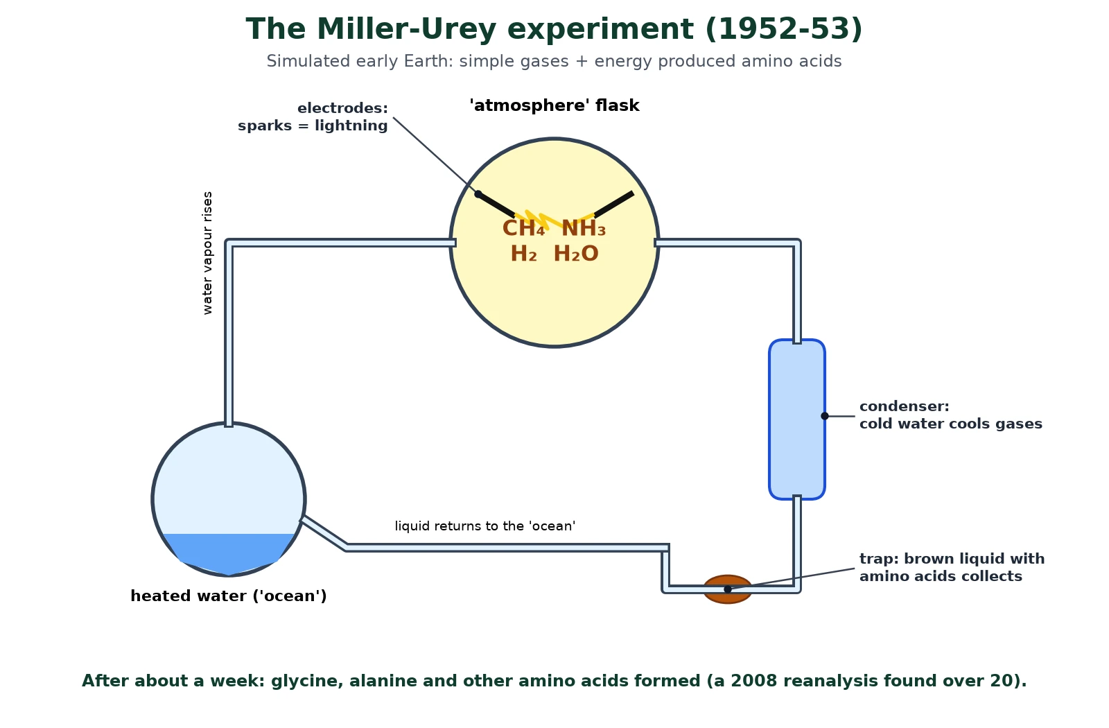 Evolution of cells diagram of the Miller-Urey experiment apparatus with a heated water flask as the ocean, a gas flask of methane, ammonia, hydrogen and water vapour with sparking electrodes as lightning, a condenser and a trap collecting amino acids