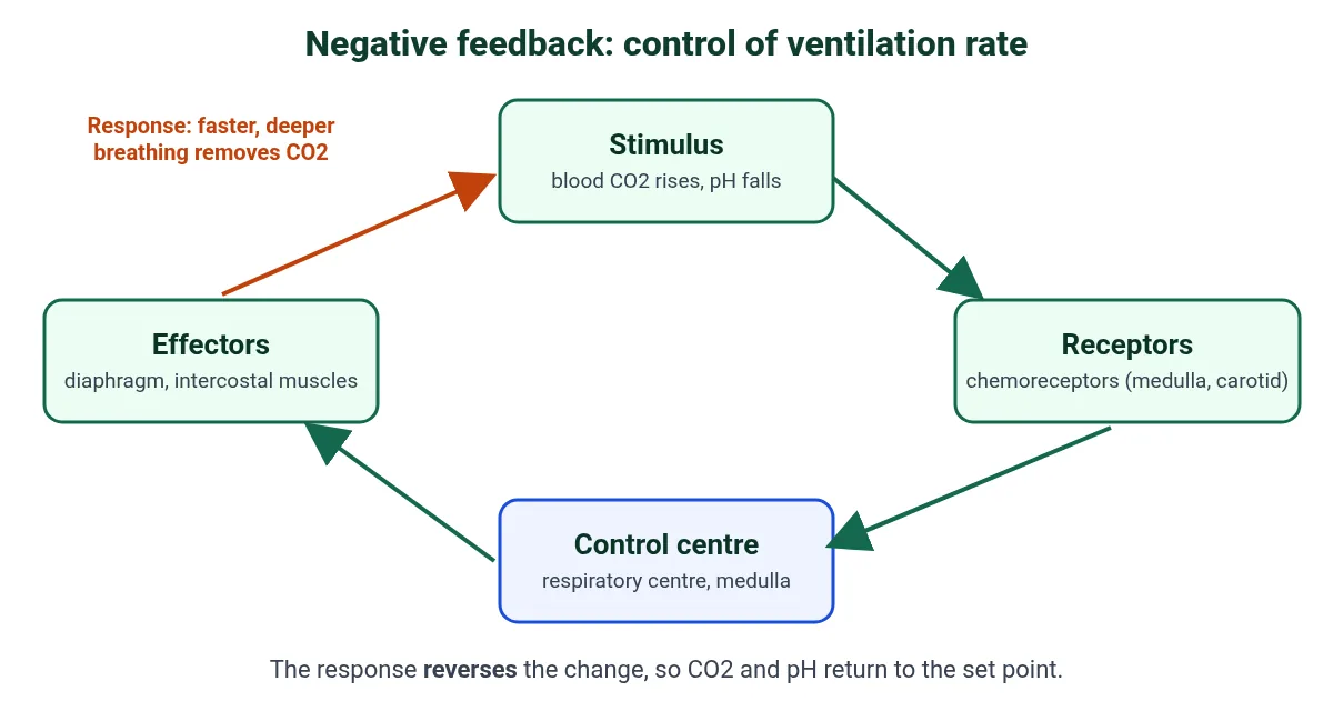 Negative feedback loop for ventilation rate in IB Biology integration of body systems: rising CO2 detected by chemoreceptors, respiratory centre in the medulla, diaphragm and intercostal muscles as effectors
