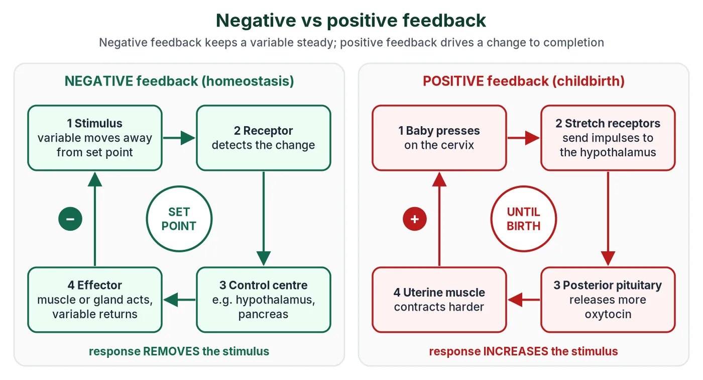 Two loops: in negative feedback a stimulus is detected by a receptor, a control centre signals an effector and the response removes the stimulus, returning the variable to the set point; in positive feedback during childbirth, stretch of the cervix triggers oxytocin release, stronger contractions and more stretch until the baby is born
