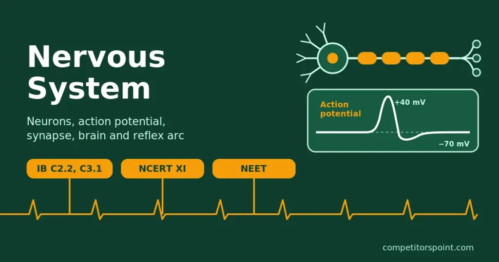 Nervous system notes for IB C2.2, C3.1 and NEET: neurons, action potential, synapse, brain and reflex arc