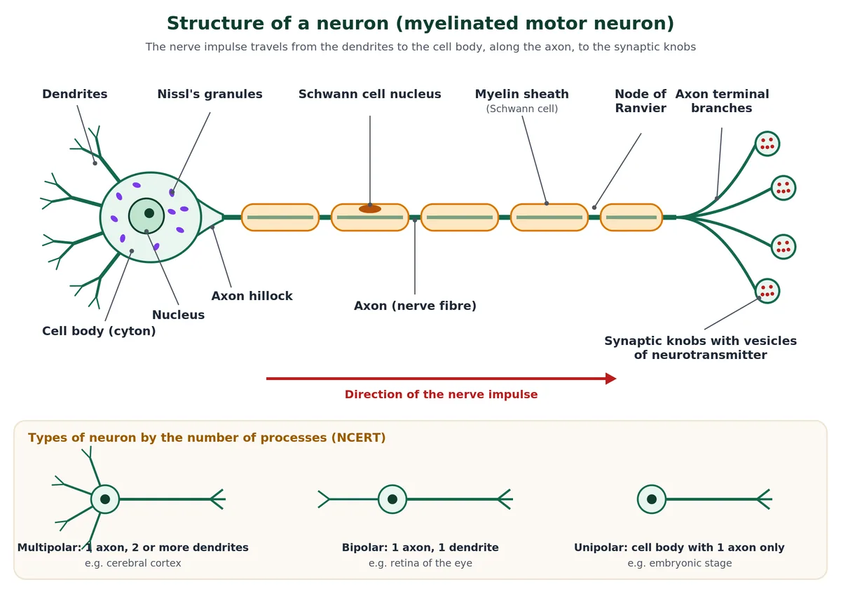 Neuron structure in the nervous system: dendrites, cell body with Nissl's granules, axon with myelin sheath of Schwann cells, nodes of Ranvier and synaptic knobs, plus multipolar, bipolar and unipolar neurons