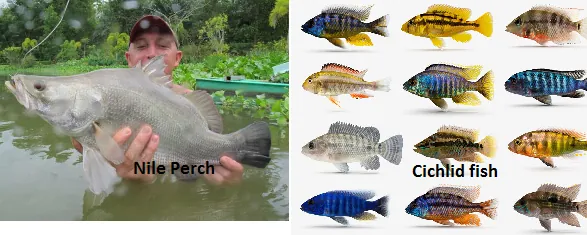 Nile perch and cichlid fish of Lake Victoria, an alien species invasion