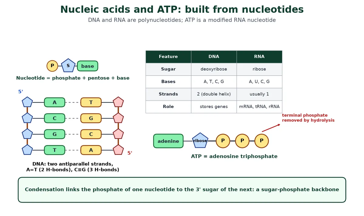 Nucleic acid biomolecules diagram of a nucleotide with phosphate, pentose sugar and base, a short antiparallel DNA double helix with A-T and C-G base pairs, a DNA versus RNA comparison table and the structure of ATP
