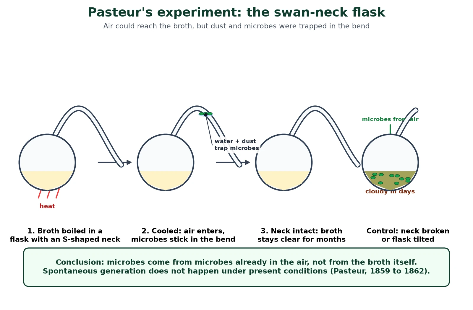 Evolution of cells diagram of Pasteur's experiment with swan-neck flasks: broth boiled, air entering while dust and microbes are trapped in the bend, broth staying clear, and a control flask with a broken neck turning cloudy