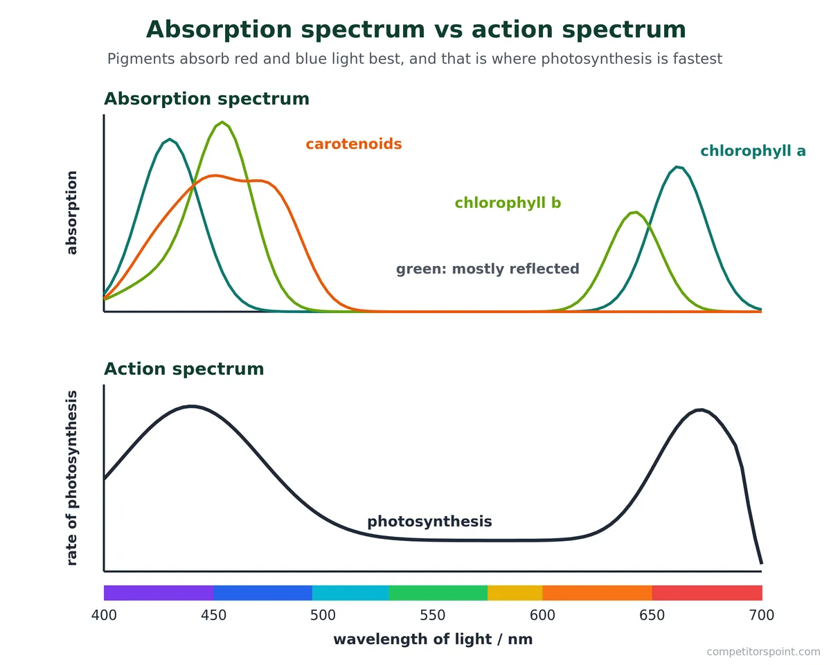 Absorption spectrum of chlorophyll a, chlorophyll b and carotenoids compared with the action spectrum of photosynthesis
